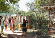 Zoológico de Brasília reabre com funcionamento diário durante o mês de julho