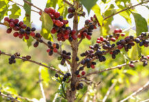 Distrito Federal celebra Dia Internacional do Café com 193 produtores e crescimento da cafeicultura local