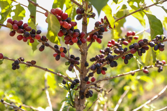 54823912722_a550a11dc2_c